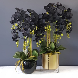 Sztuczny storczyk czarny Regina black maxi gold