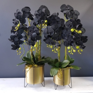 Sztuczny storczyk czarny Regina black gold L