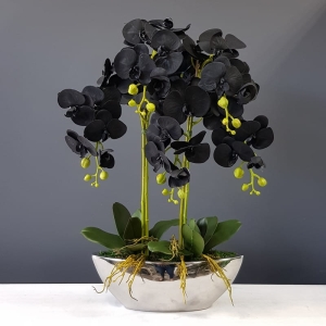Czarny storczyk orchidea w donicy Jenny silver