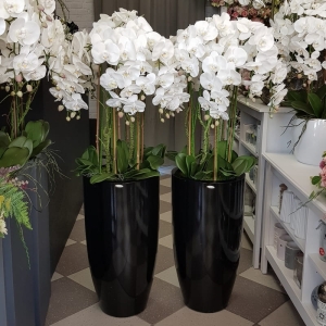 Kompozycja biały storczyk orchidea czarna donica Andrea