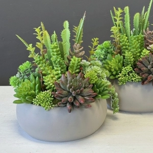 Sukulenty kaktusy donica beton kompozycja Pilea wz.1