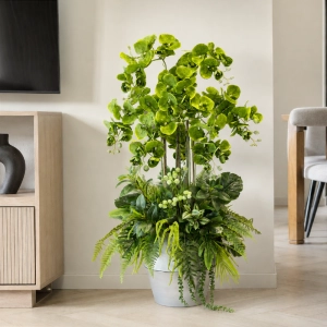 Kompozycja ze storczykami orchidea w donicy Verde Premium